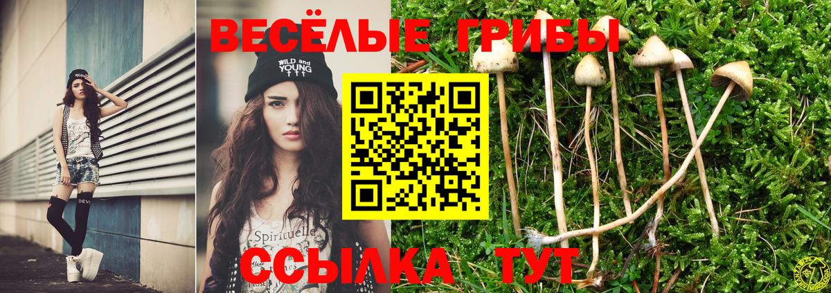 Псилоцибиновые грибы Cubensis  Галлюциногенные грибы мицелий  Копейск  Вход с VPN 